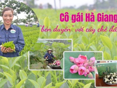 Cô gái Hà Giang 'bén duyên' với cây chè đất Thái
