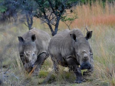 Nam Phi thử nghiệm tiêm chất phóng xạ vào sừng tê giác để ngăn săn trộm