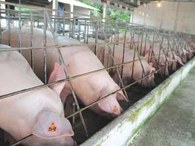 Nhiều doanh nghiệp Đồng Nai ngưng chăn nuôi do chưa được cấp phép môi trường