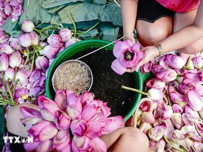 Trà ướp sen Tây Hồ - Nét đẹp tinh hoa của người Hà Nội