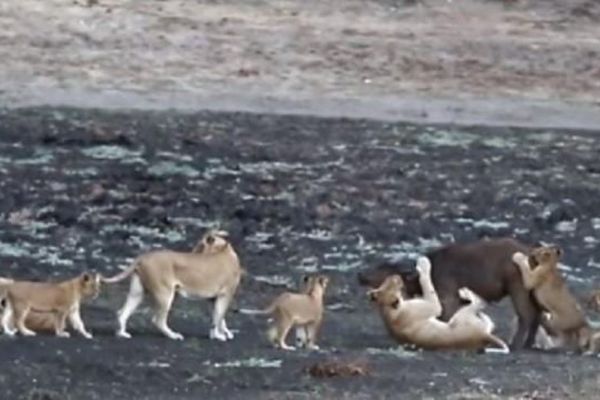 Clip: Sư tử mẹ bắt trâu về dạy đàn con nhỏ cách săn mồi