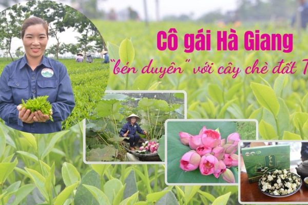 Cô gái Hà Giang 'bén duyên' với cây chè đất Thái