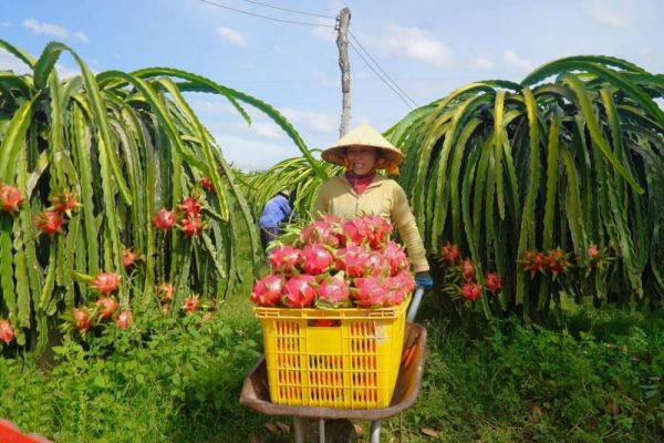 Đẩy mạnh quảng bá, phát triển thị trường tiêu thụ nông sản Bình Thuận