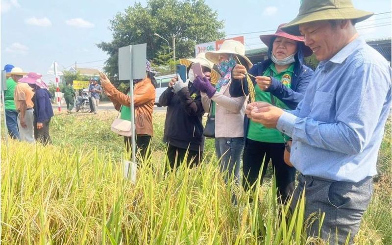 Lai tạo giống lúa mới: Nâng tầm thương hiệu 'Gạo Phú Thiện'