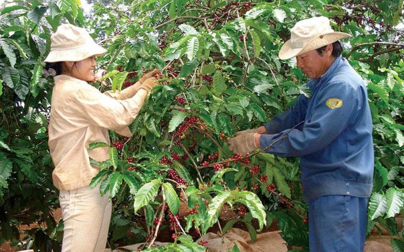 Xuất khẩu cà phê của Việt Nam tăng mạnh về lượng lẫn giá trị